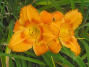 Cvet maslenice Kamnik