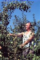 France Lombergar med sadnim drevjem, ki ga je spremljalo vso življenjsko pot